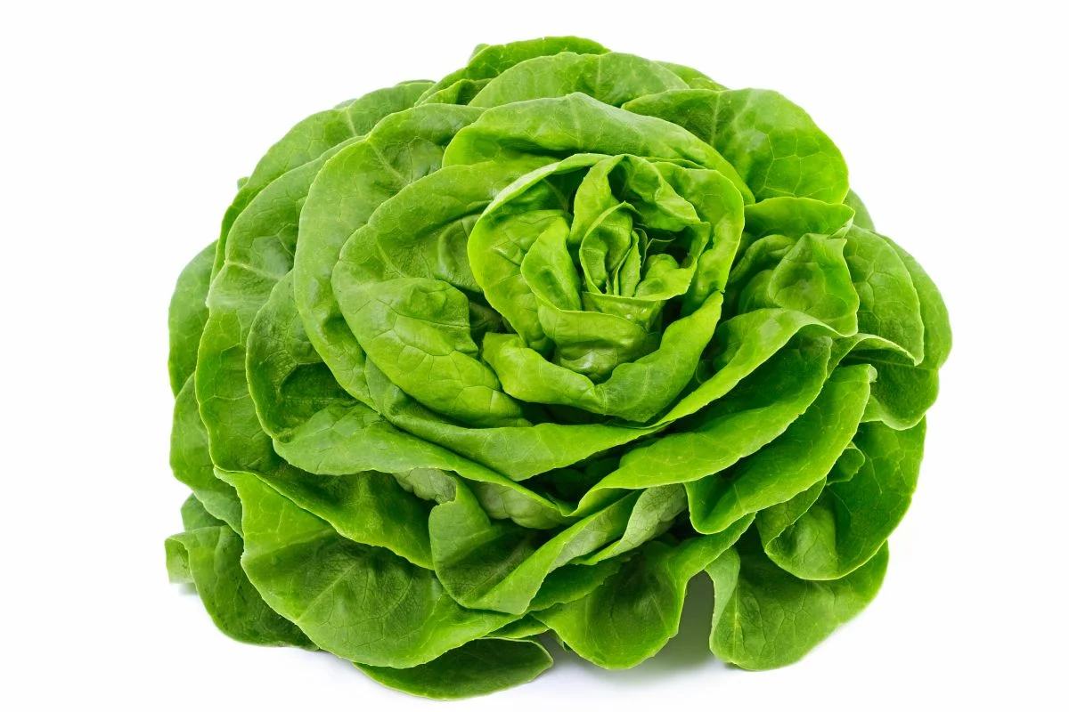 salade laitue